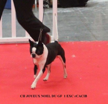 Du grand fresnoy - PARIS DOG SHOW 