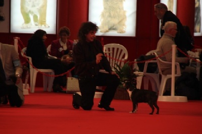 Du grand fresnoy - Paris dog show speciale boston !