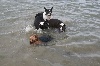 - les bostons chiens aquatiques !!