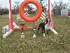  - Concours agility 