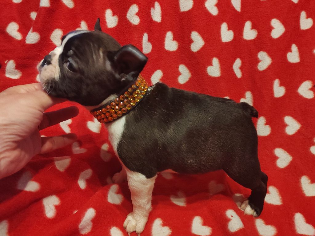 Du grand fresnoy - Chiot disponible  - Boston Terrier