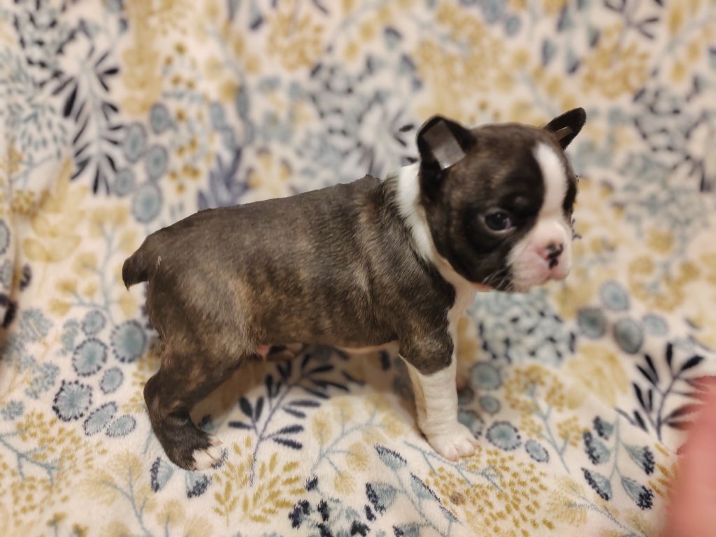 Du grand fresnoy - Chiot disponible  - Boston Terrier