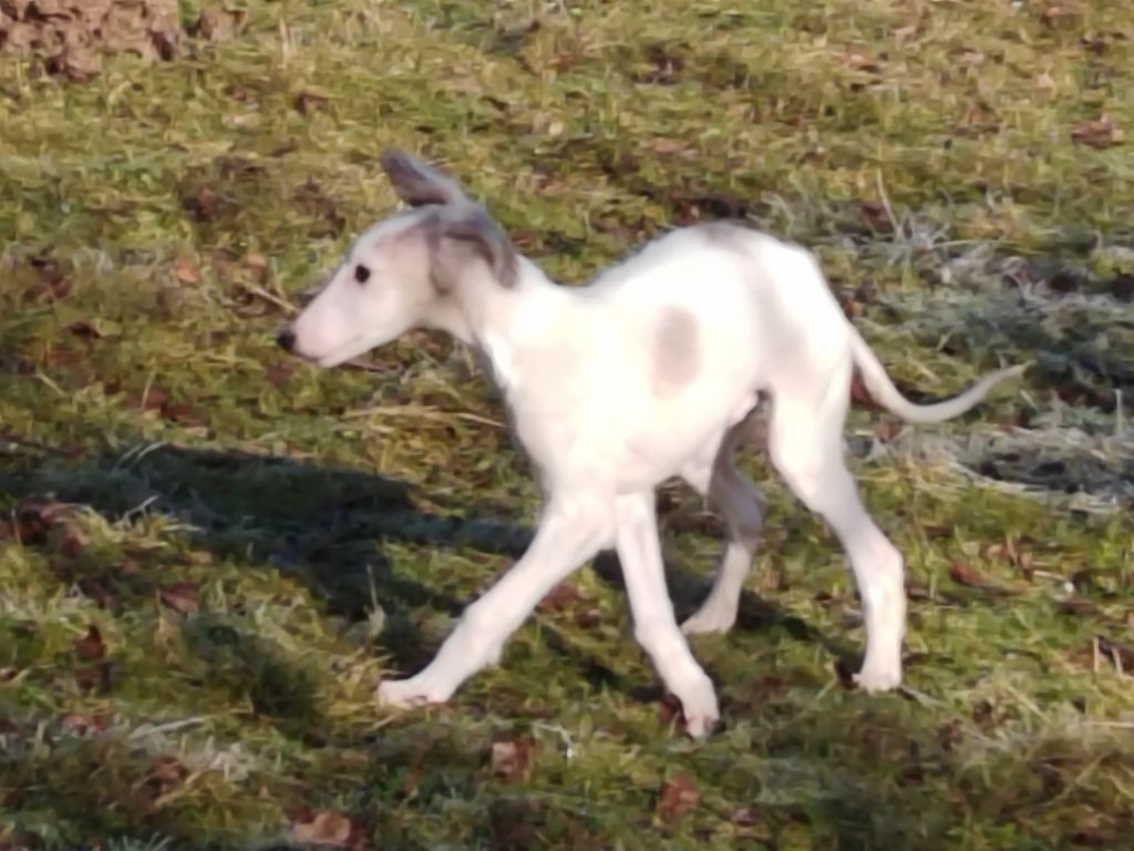 Du grand fresnoy - Chiot disponible  - Barzoi