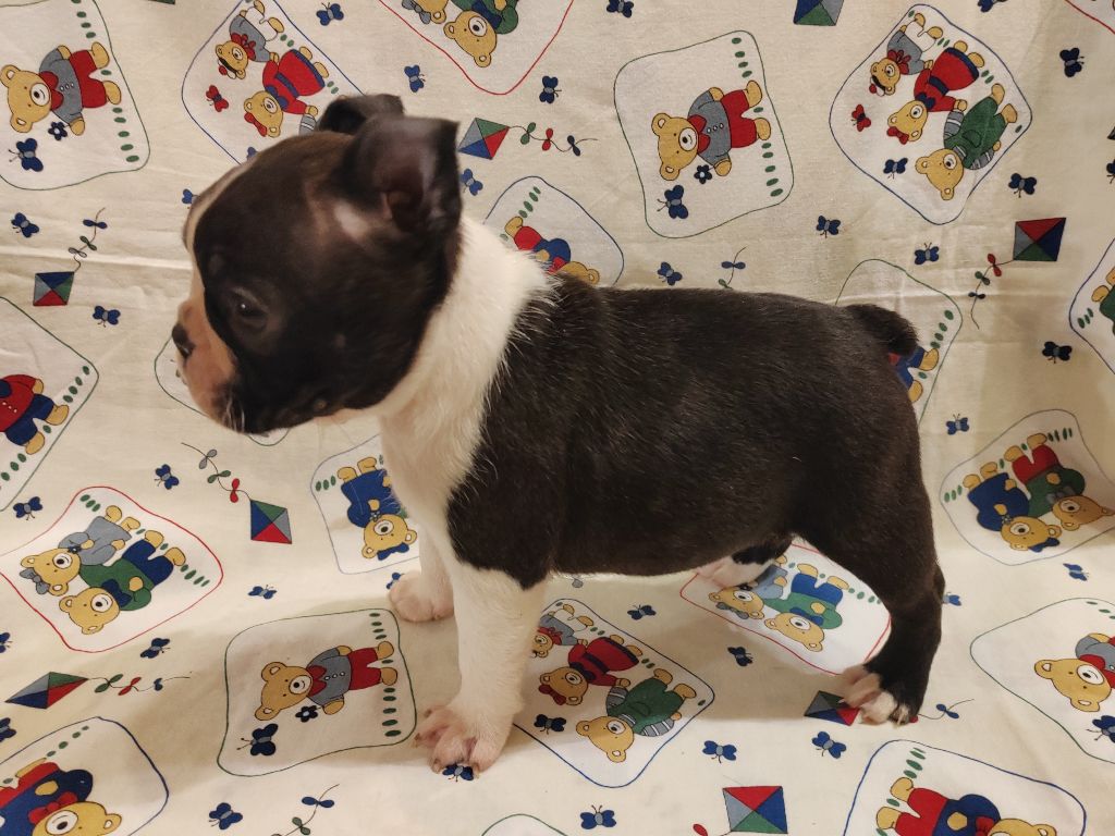 Du grand fresnoy - Chiot disponible  - Boston Terrier