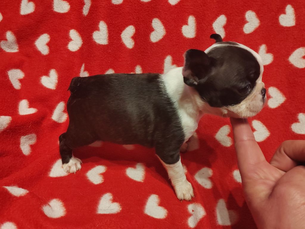 Du grand fresnoy - Chiot disponible  - Boston Terrier