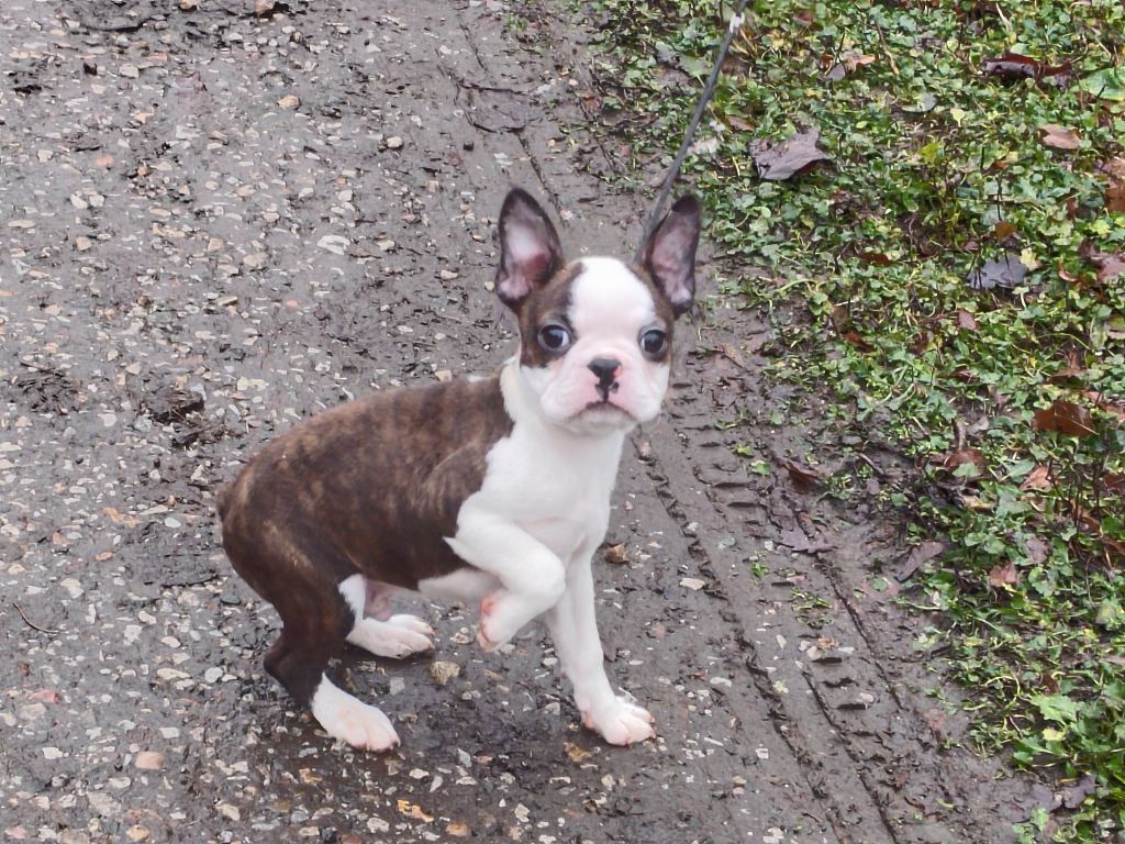 Du grand fresnoy - Chiot disponible  - Boston Terrier