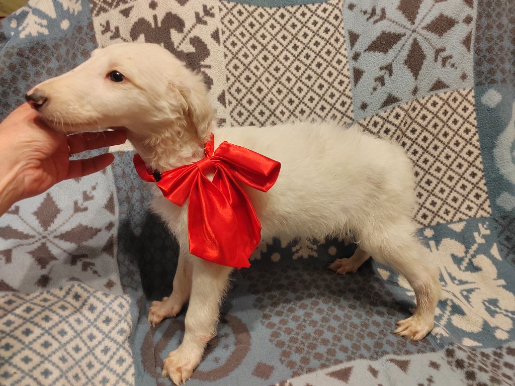 Du grand fresnoy - Chiot disponible  - Barzoi