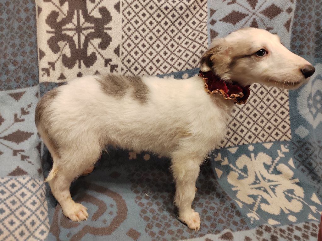 Du grand fresnoy - Chiot disponible  - Barzoi