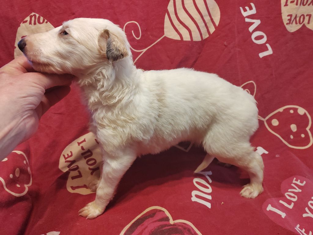 Du grand fresnoy - Chiot disponible  - Barzoi