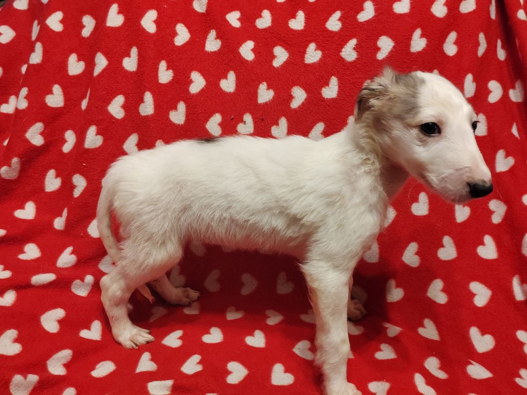 Du grand fresnoy - Chiot disponible  - Barzoi