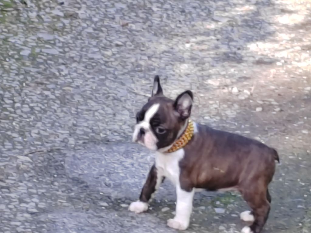 Du grand fresnoy - Chiot disponible  - Boston Terrier