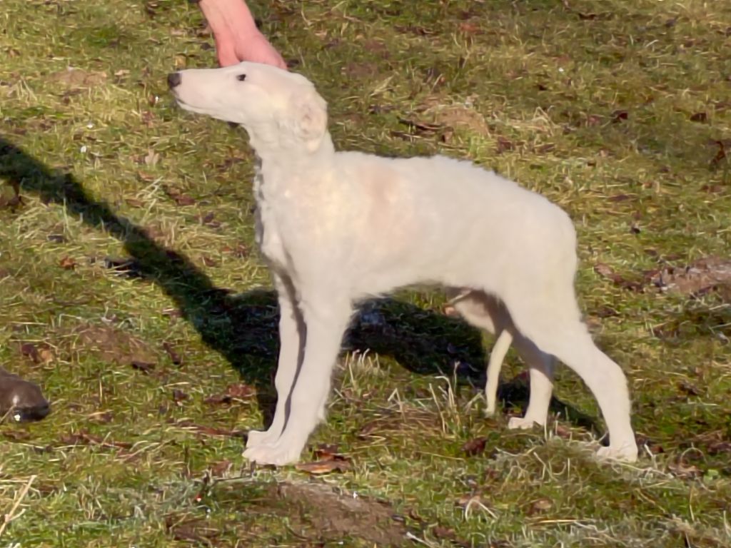 Du grand fresnoy - Chiot disponible  - Barzoi