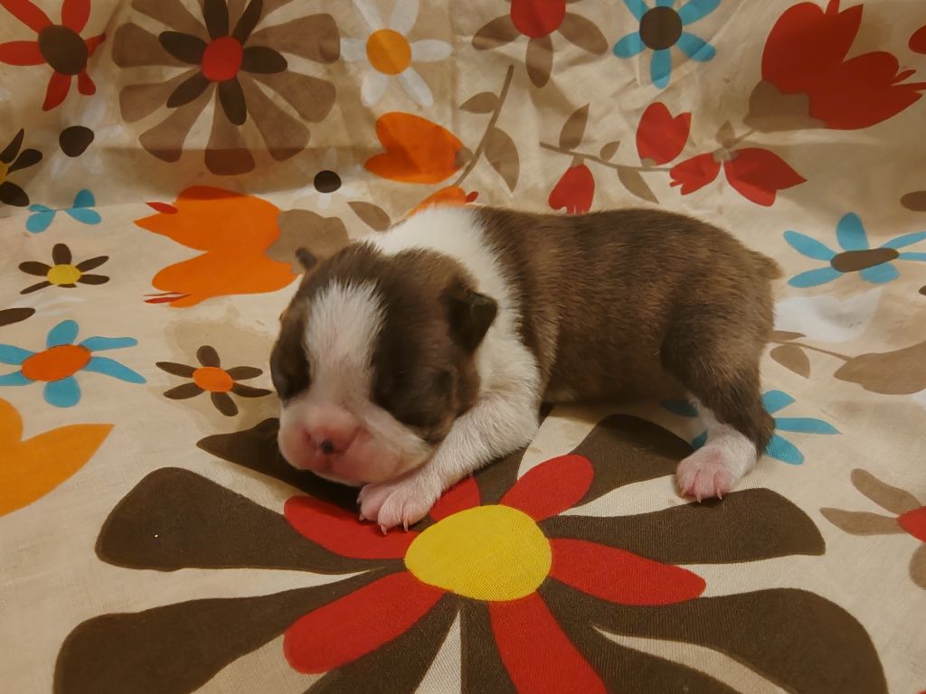 Du grand fresnoy - Chiot disponible  - Boston Terrier