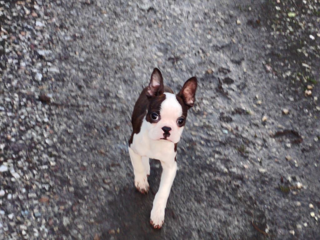 Du grand fresnoy - Chiot disponible  - Boston Terrier