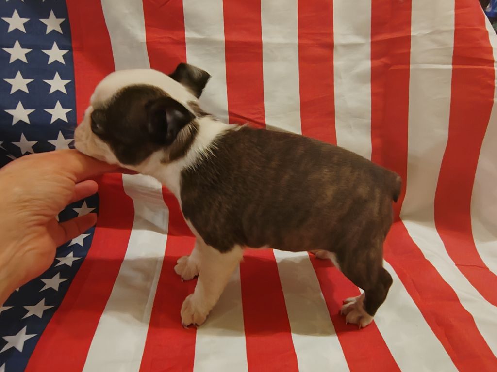 Du grand fresnoy - Chiot disponible  - Boston Terrier