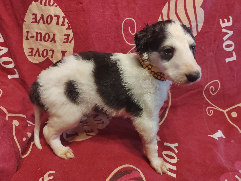 Du grand fresnoy - Chiot disponible  - Barzoi