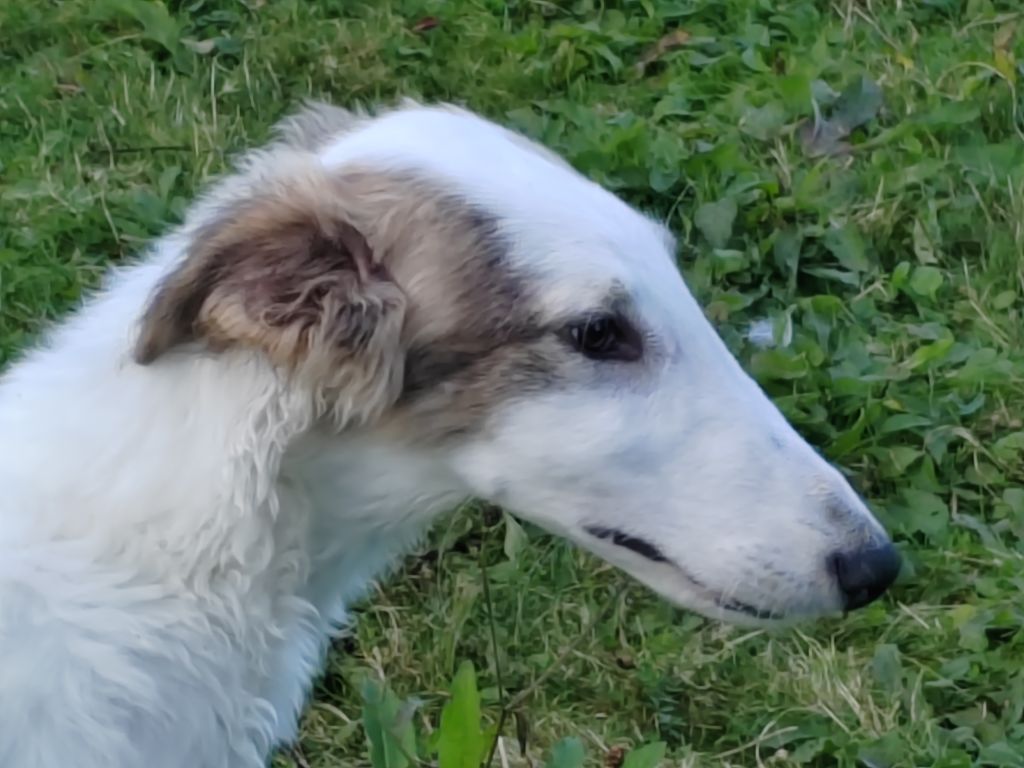 Du grand fresnoy - Chiot disponible  - Barzoi