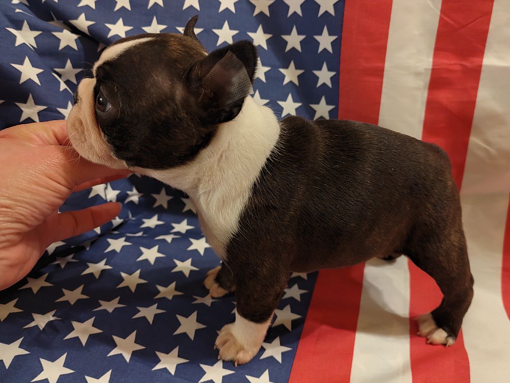 Du grand fresnoy - Chiot disponible  - Boston Terrier