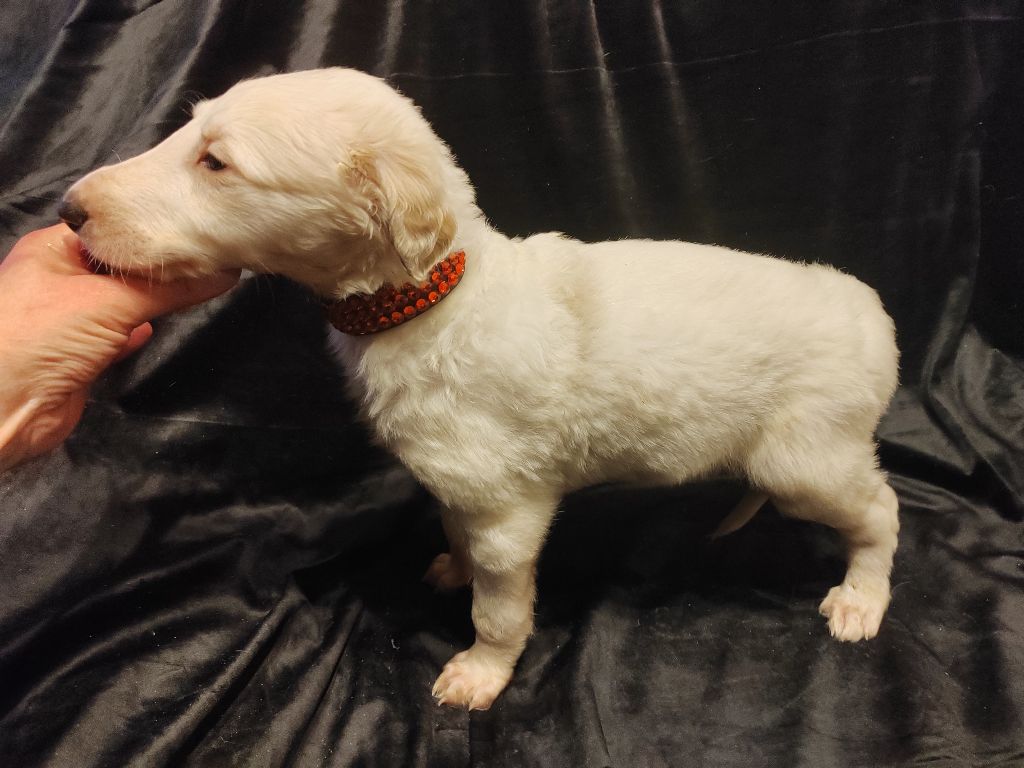 Du grand fresnoy - Chiot disponible  - Barzoi