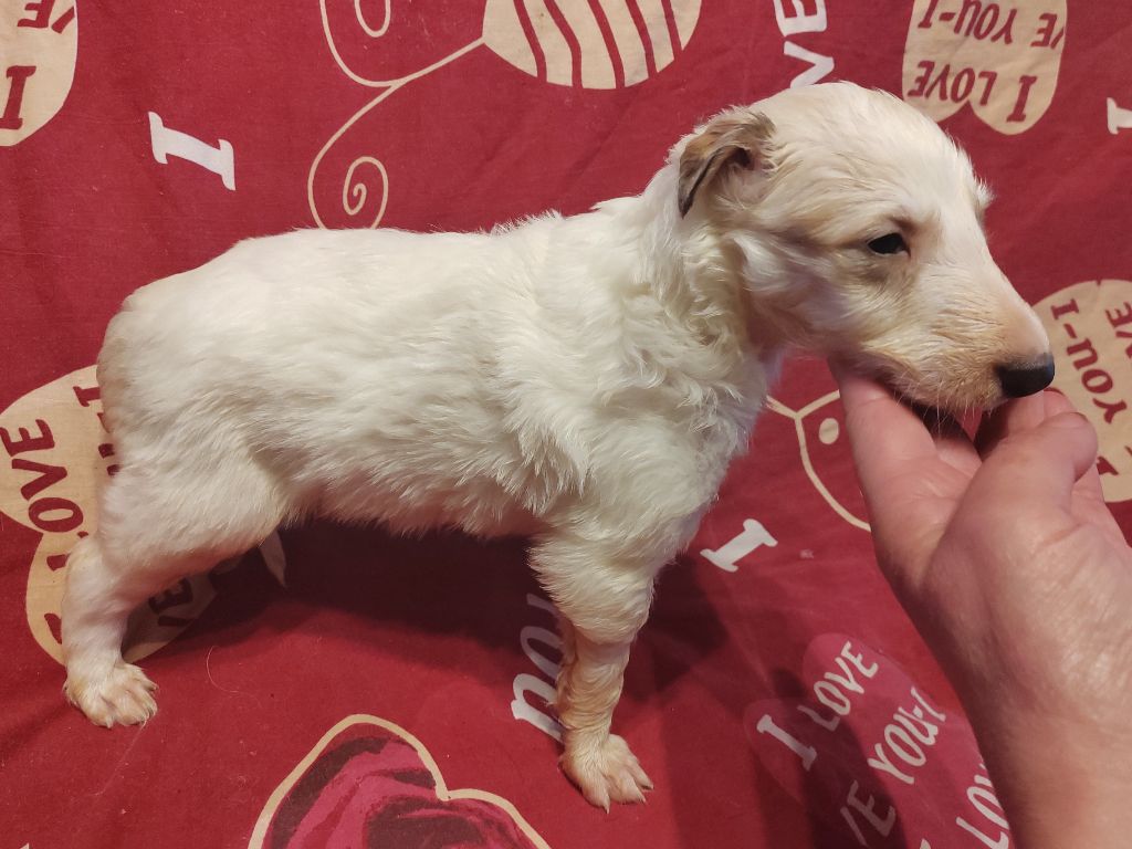 Du grand fresnoy - Chiot disponible  - Barzoi