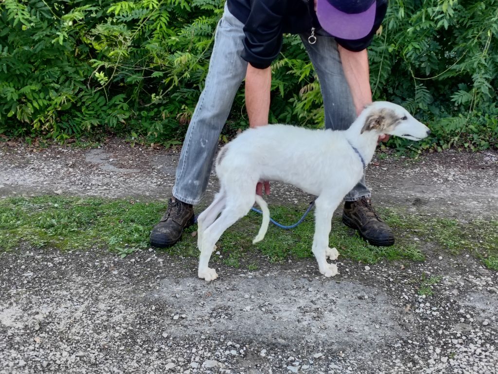 Du grand fresnoy - Chiot disponible  - Barzoi