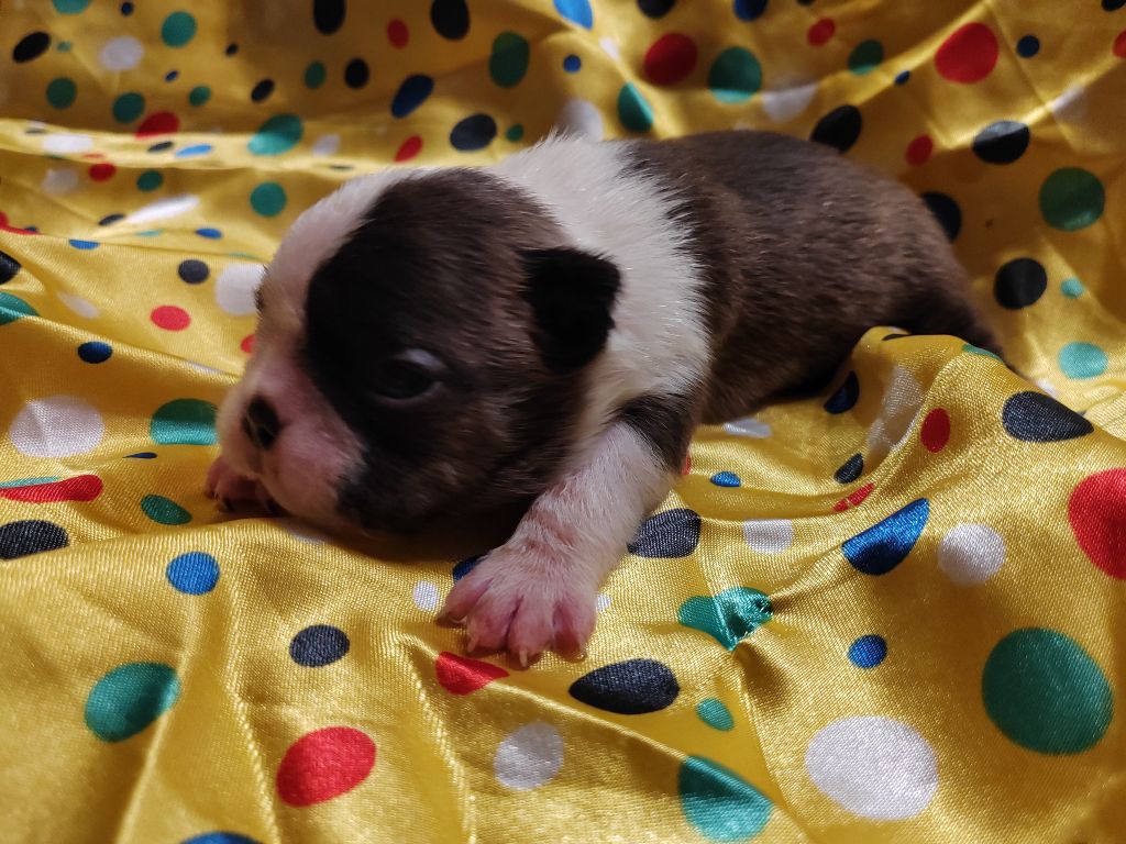 Du grand fresnoy - Chiot disponible  - Boston Terrier