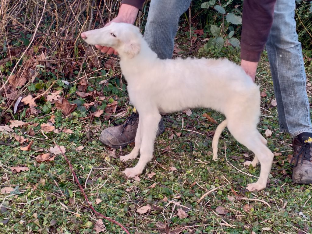 Du grand fresnoy - Chiot disponible  - Barzoi