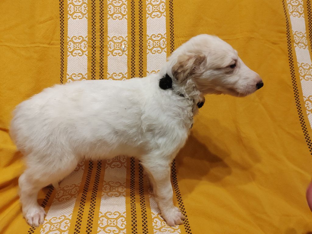 Du grand fresnoy - Chiot disponible  - Barzoi