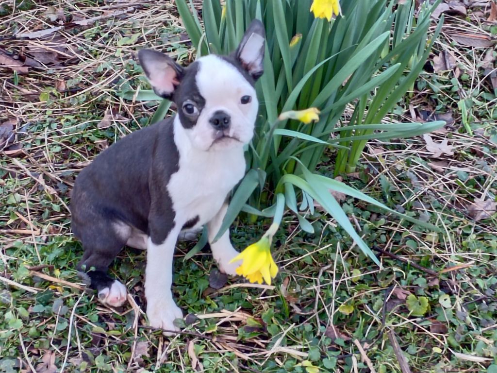 Du grand fresnoy - Chiot disponible  - Boston Terrier