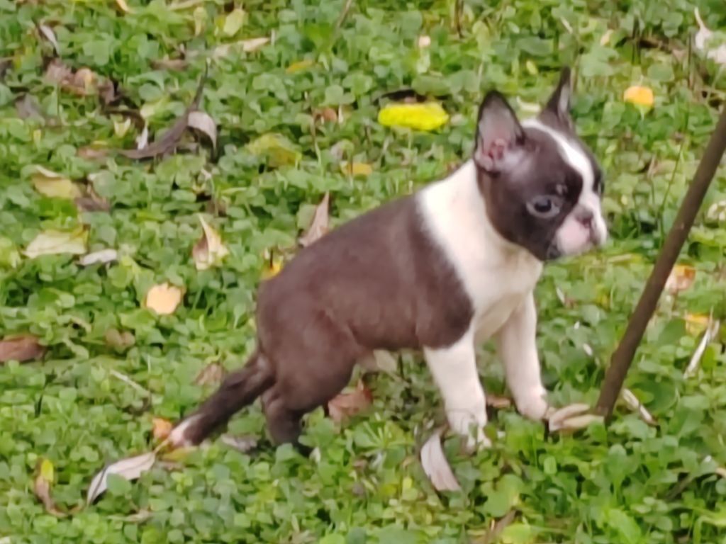 Du grand fresnoy - Chiot disponible  - Boston Terrier