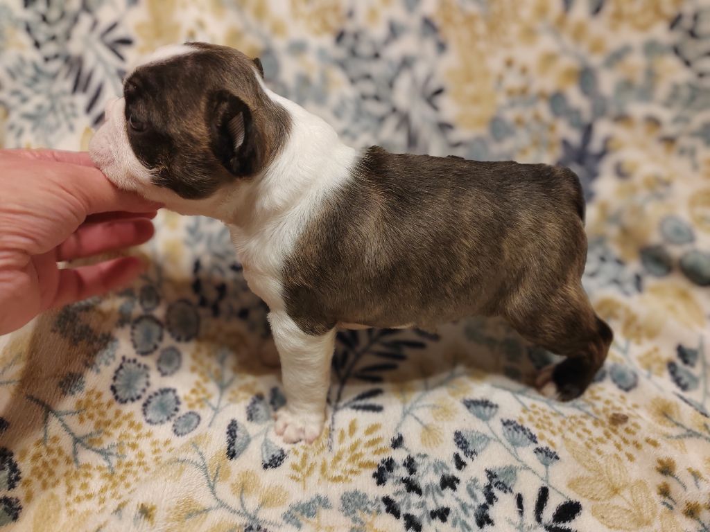 Du grand fresnoy - Chiot disponible  - Boston Terrier