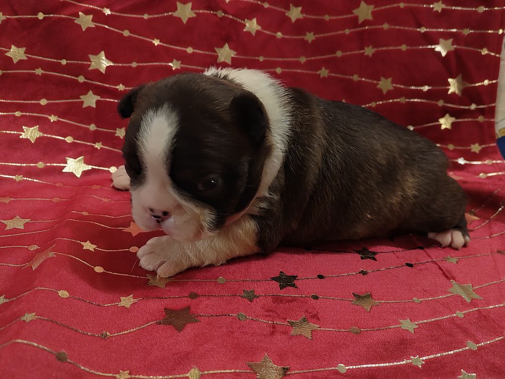 Du grand fresnoy - Chiot disponible  - Boston Terrier