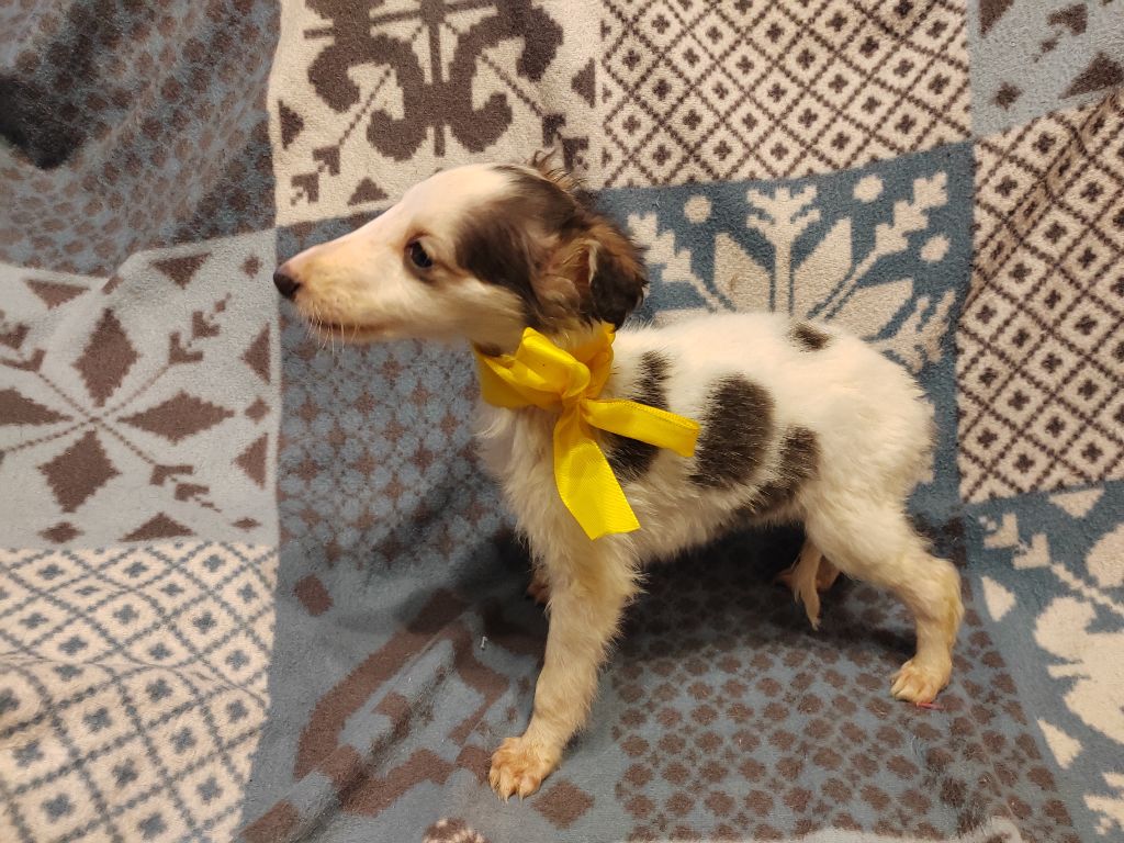 Du grand fresnoy - Chiot disponible  - Barzoi