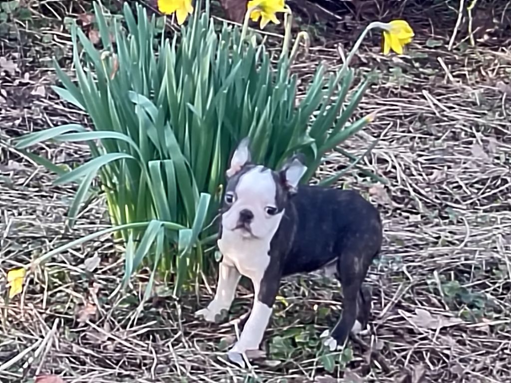 Du grand fresnoy - Chiot disponible  - Boston Terrier