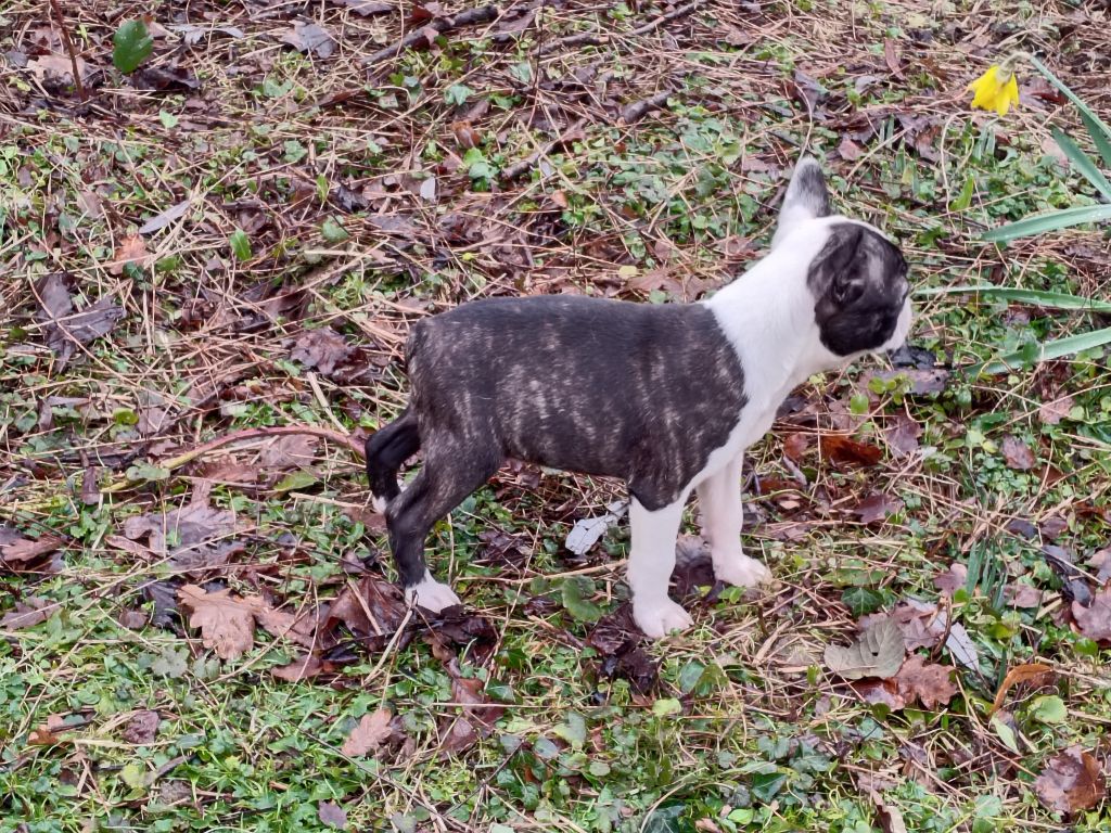 Du grand fresnoy - Chiot disponible  - Boston Terrier