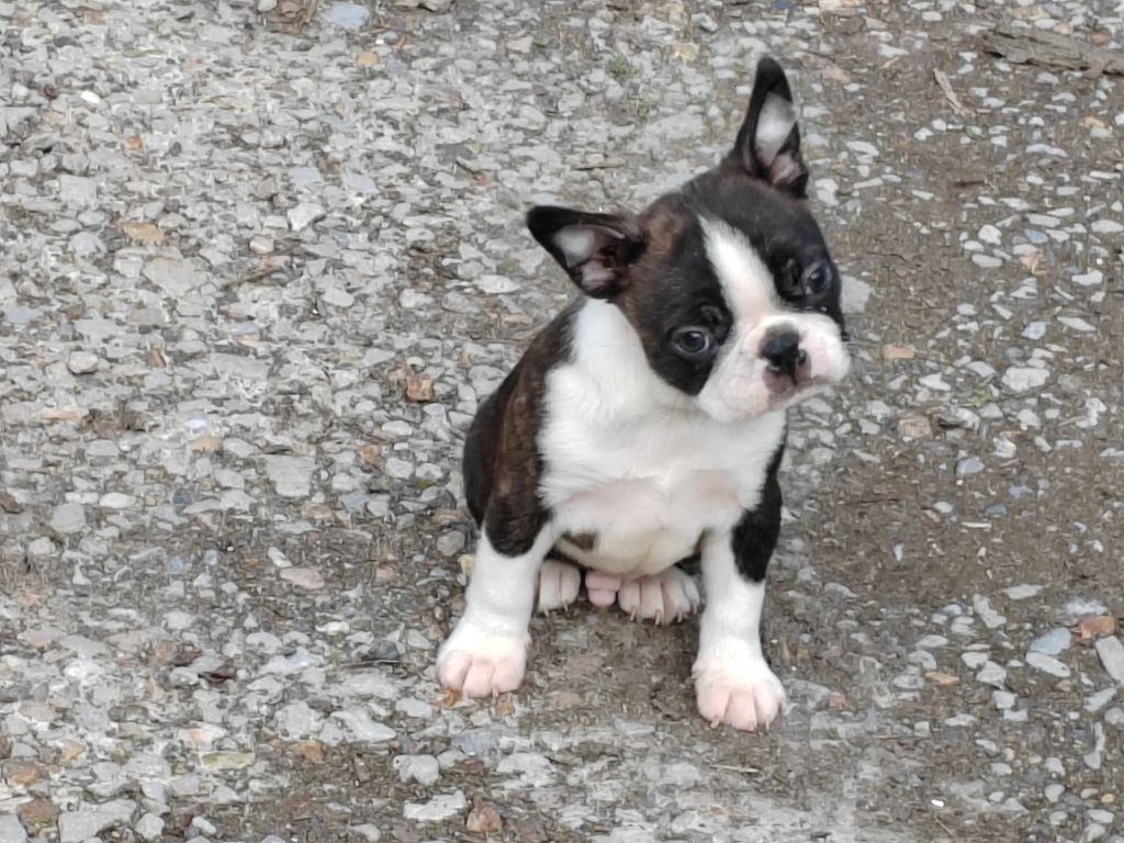 Du grand fresnoy - Chiot disponible  - Boston Terrier