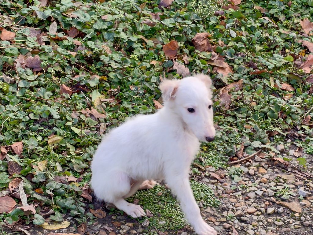 Du grand fresnoy - Chiot disponible  - Barzoi