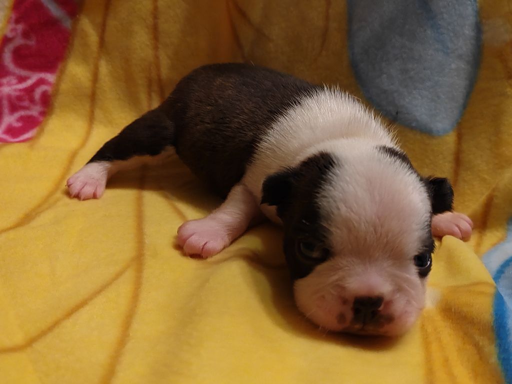 Du grand fresnoy - Chiot disponible  - Boston Terrier