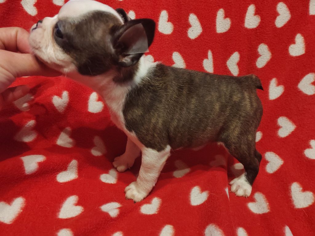 Du grand fresnoy - Chiot disponible  - Boston Terrier