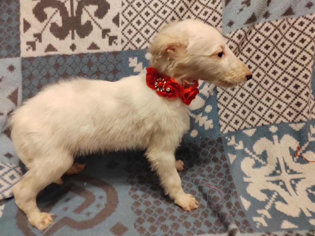 Du grand fresnoy - Chiot disponible  - Barzoi