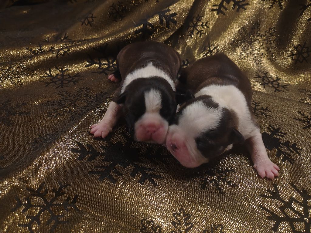 chiot Boston Terrier Du grand fresnoy