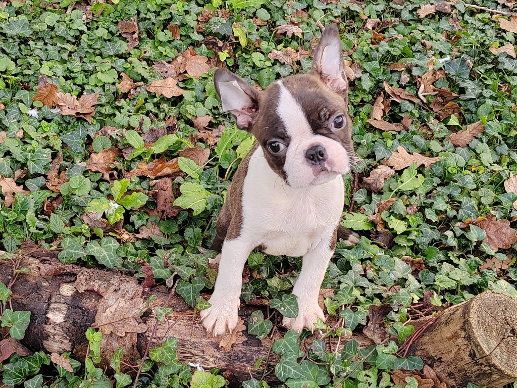 Du grand fresnoy - Chiot disponible  - Boston Terrier