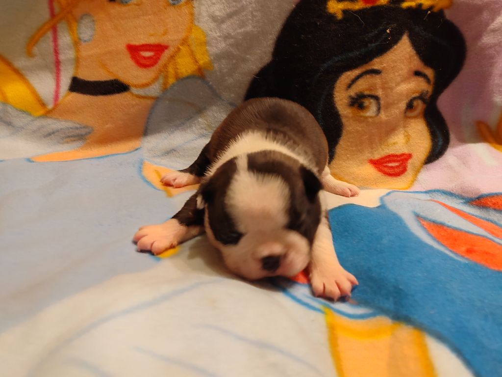 Du grand fresnoy - Chiot disponible  - Boston Terrier