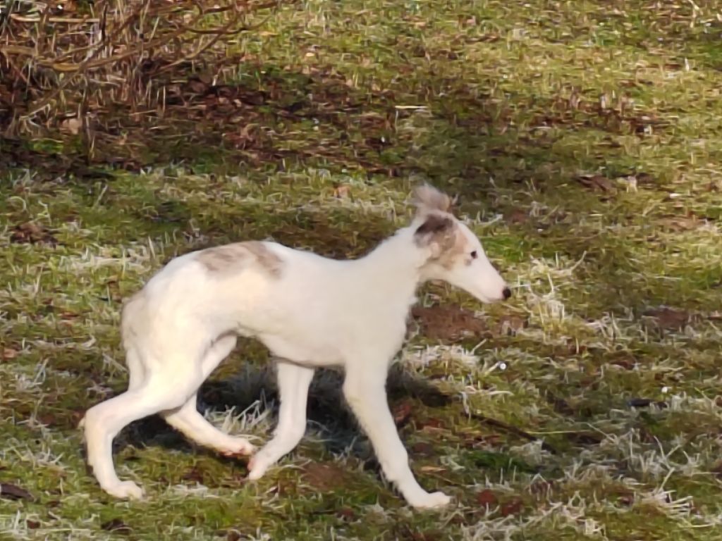 Du grand fresnoy - Chiot disponible  - Barzoi