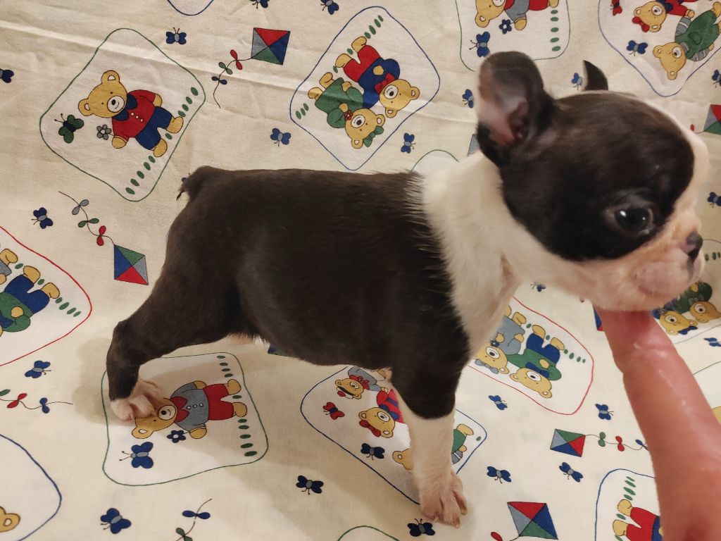 Du grand fresnoy - Chiot disponible  - Boston Terrier