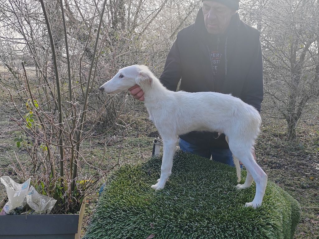 Du grand fresnoy - Chiot disponible  - Barzoi