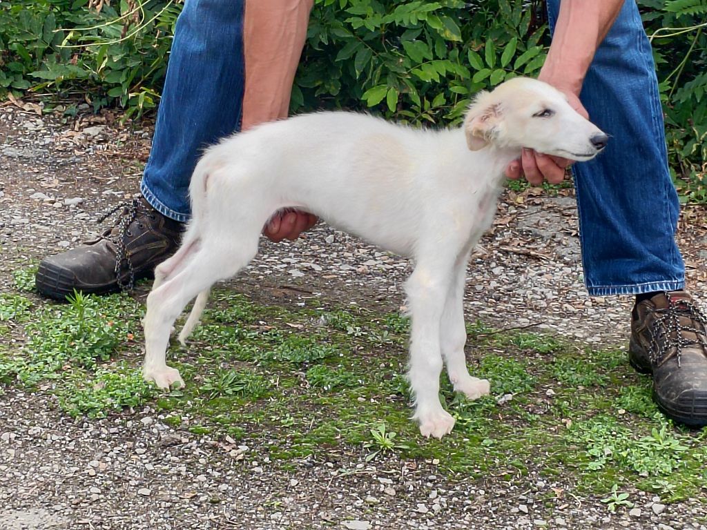 Du grand fresnoy - Chiot disponible  - Barzoi