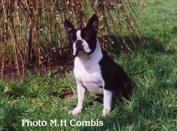 CH. Remington steele Du grand fresnoy