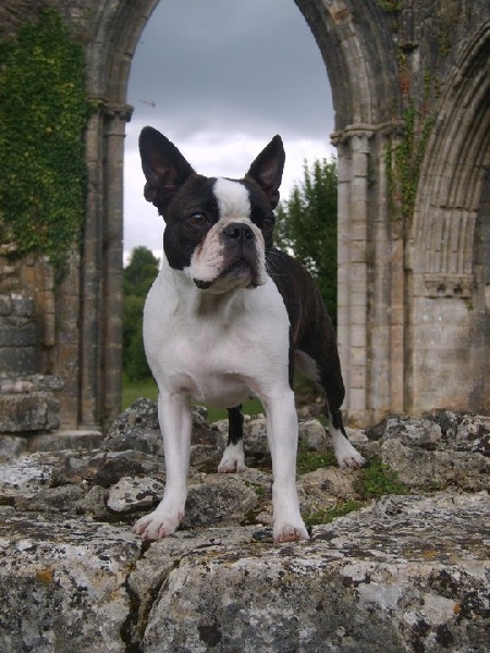 CH. Don't disturb miss ikks Du grand fresnoy