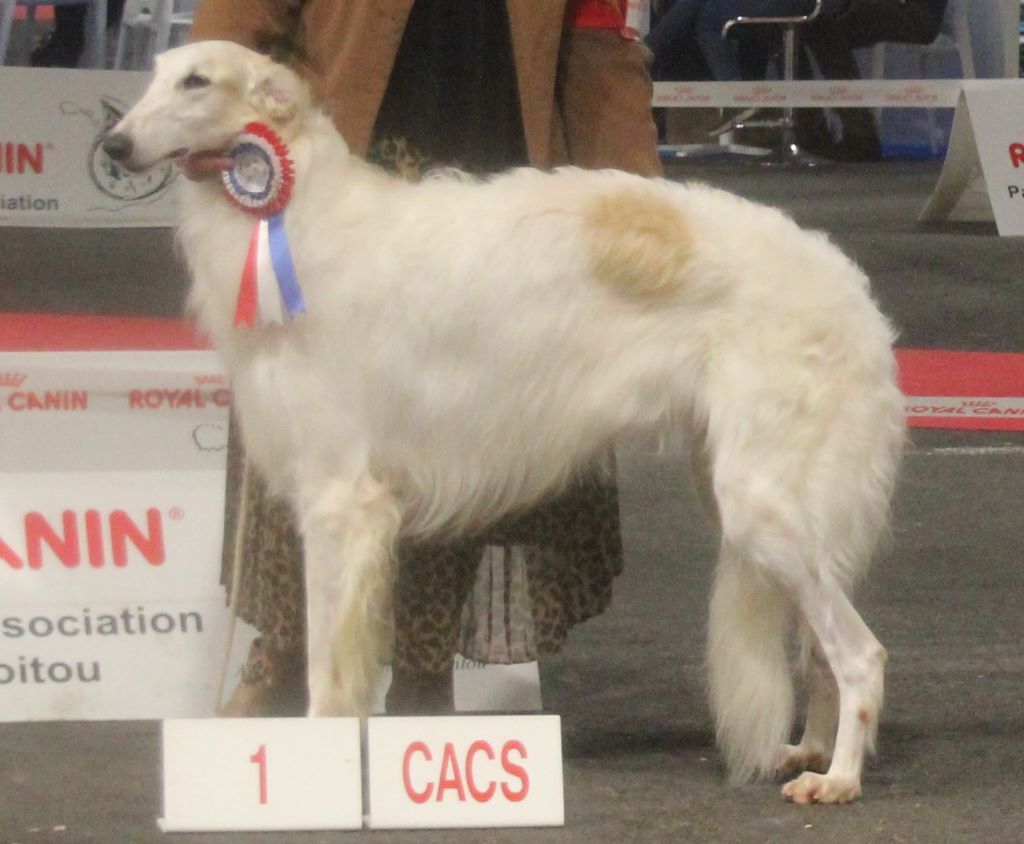 CH. majenkir Dash